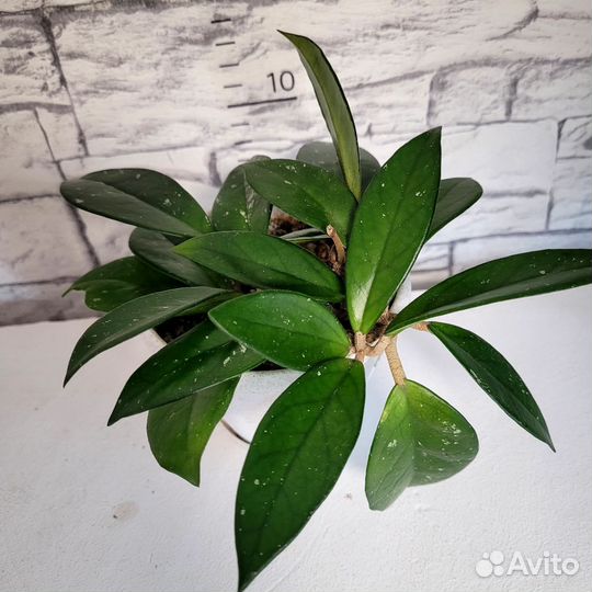 Хойя карноза