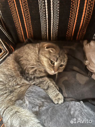 Шотландская вислоухая