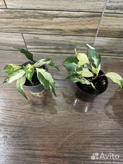 Фикус кёрли