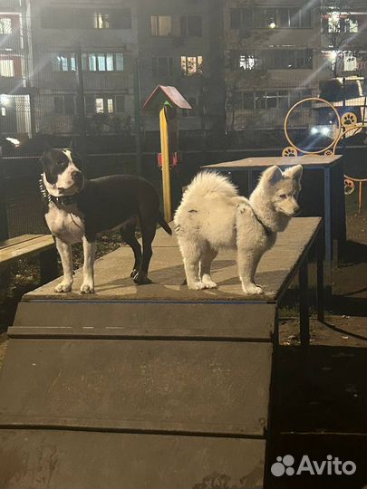 Аренда собаки: Прогулки