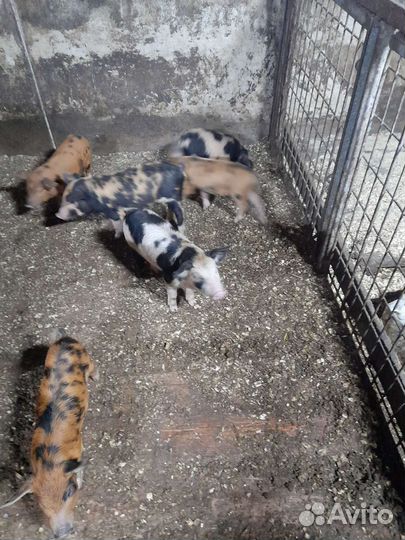 Продам поросят