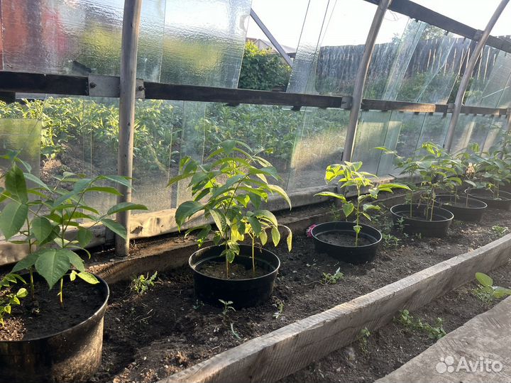 Манчжурский орех