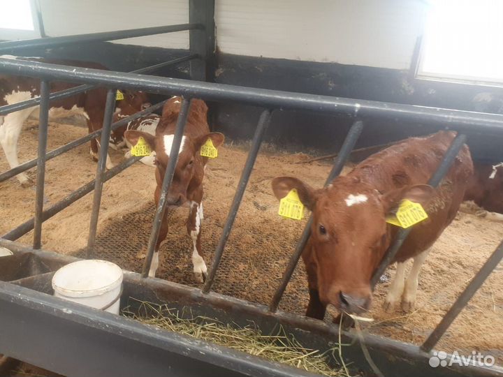 Телята бычки