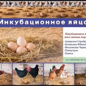 Инкубационное яйцо породных кур