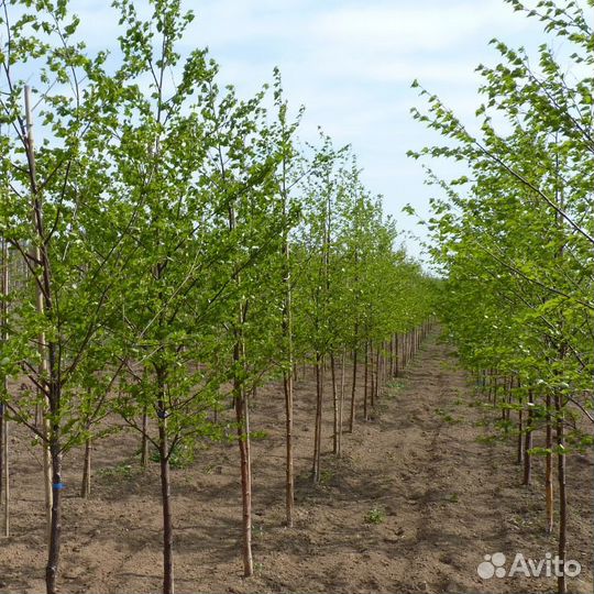 Деревья-крупномеры с посадкой