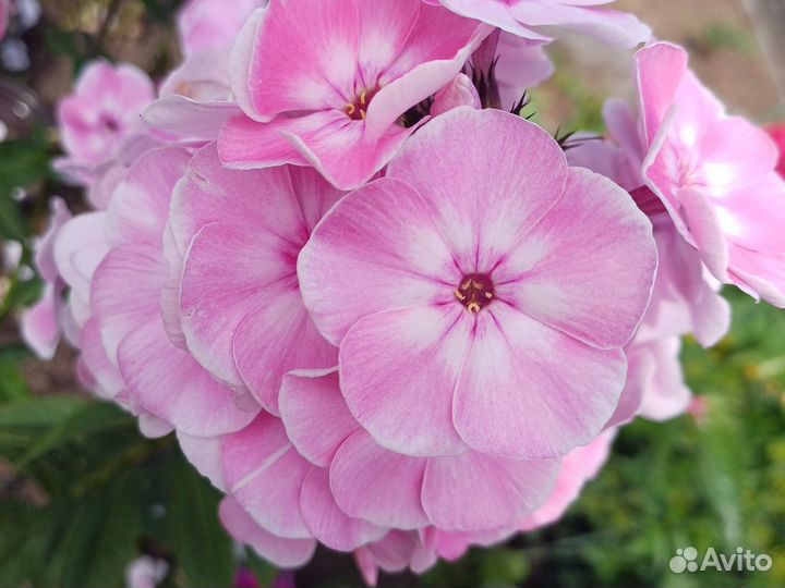 Флоксы многолетние