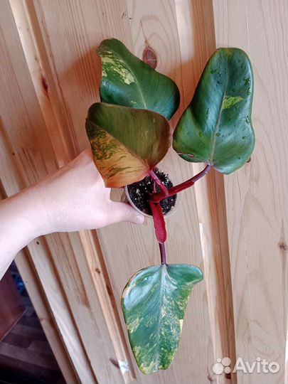 Филодендрон Red Emerald var