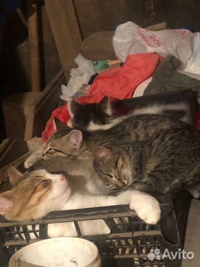 Котята в добрые руки