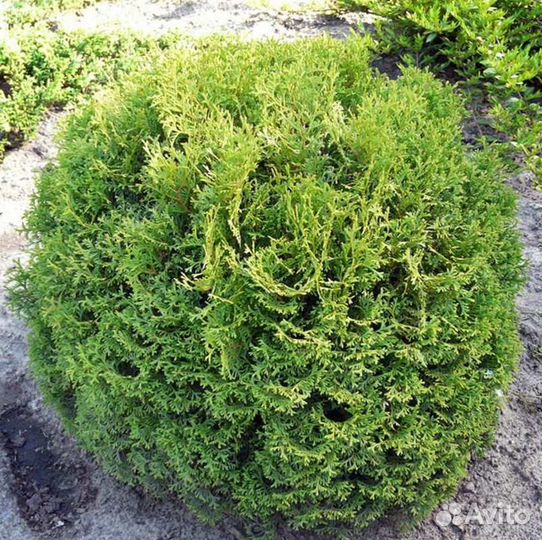 Саженцы Туя западная Тини Тим
