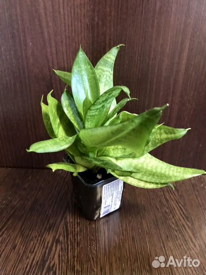 Сансевиерия Ханни Комнатные цветы