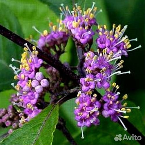 Красивоплодник Бодиньера (Калликарпа)