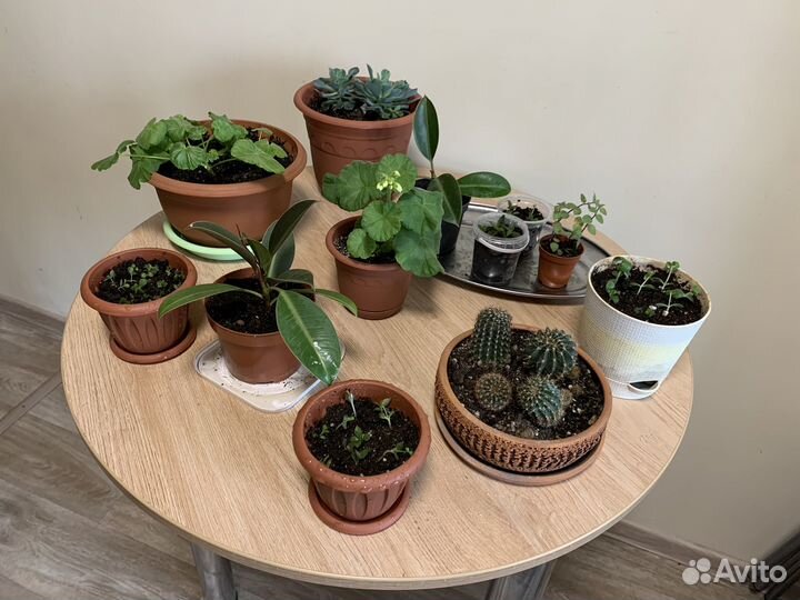 Комнатные растения