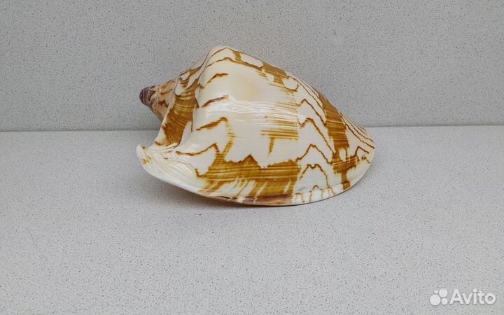 Валюта Нобилис 18,2 морская ракушка раковина