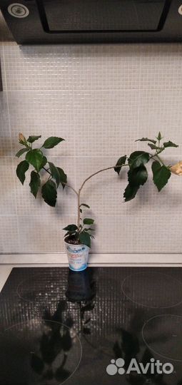 Гибискусы сортовые