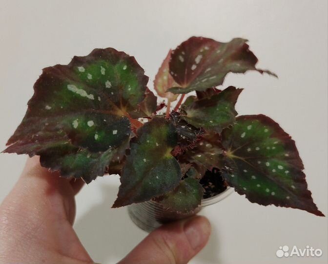 Бегонии декоративно-лиственные