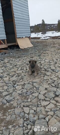 Домашние животные бесплатно собаки щенки