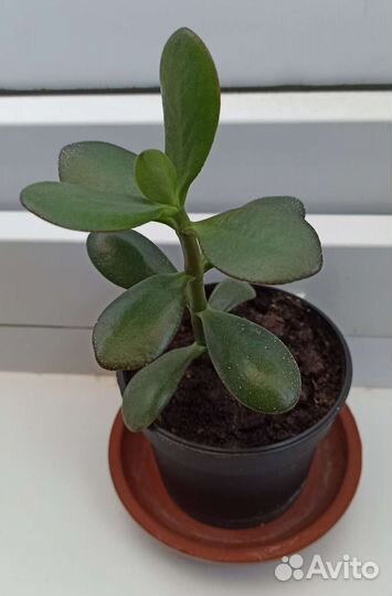 Денежное дерево в подарок для друзей и близких