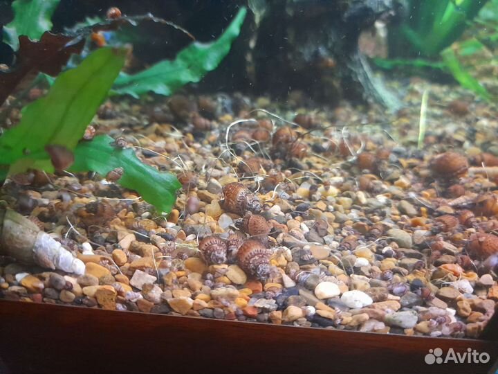 Улитки мелании