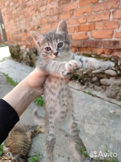 Котёнок-девочка - 2 месяца - 