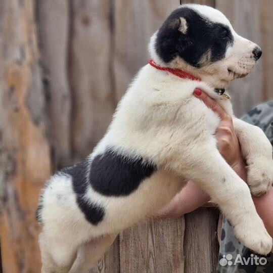 Щенок Алабая девочка с документами