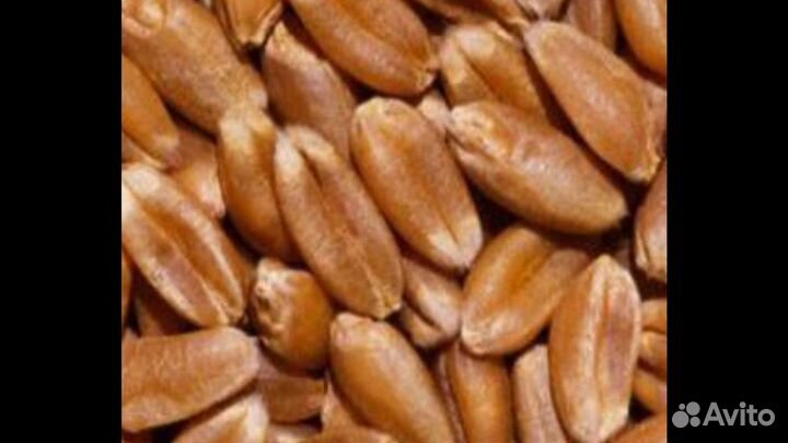 Пшеница продам