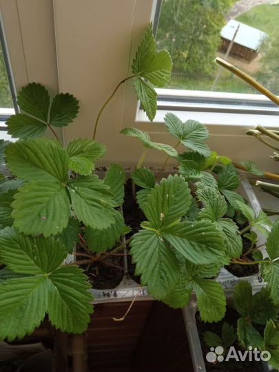 Клубника, земляника рассада