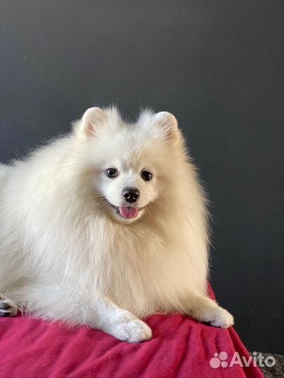 Немецкий шпиц ищет невесту (не продается)