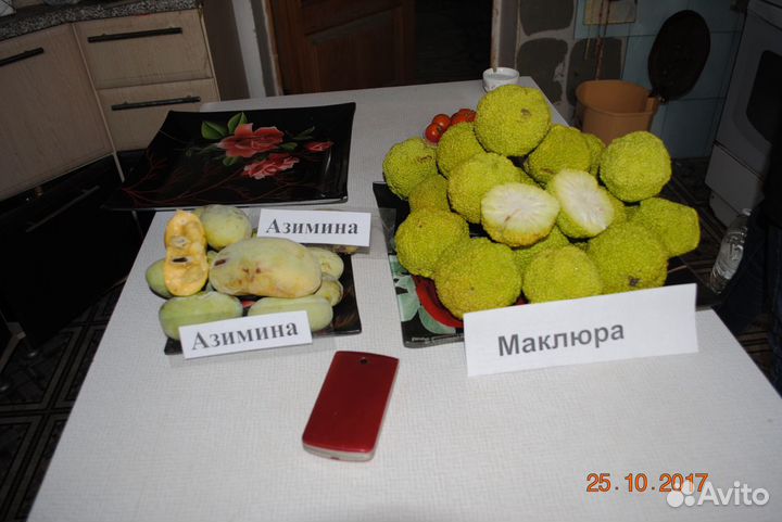 Лимонник, мирт, куркума, маклюра, азимина, гинкго