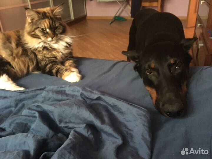 Догситтер и котораб