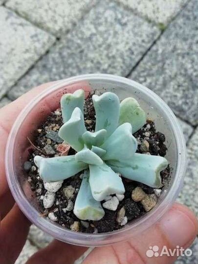 Суккуленты, эхиверия