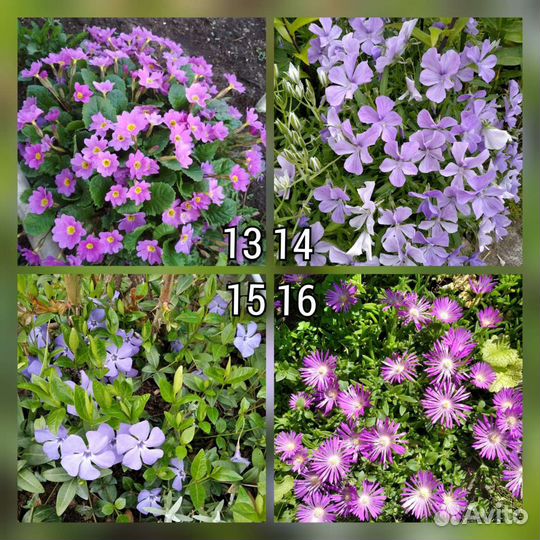 Многолетние цветы. Хосты, примулы, ирисы и т.д