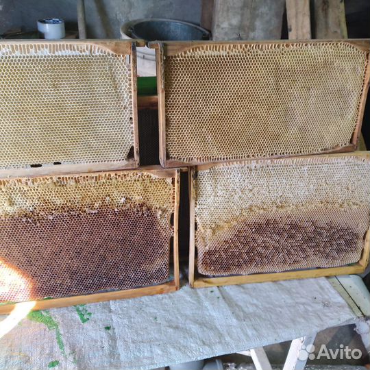 Сушь для пчел