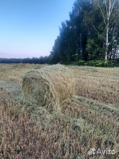 Продам сено в рулонах свежий укос
