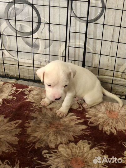 Амстафф щенки