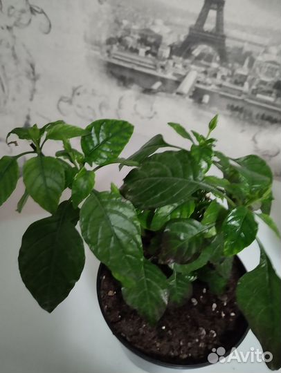 Комнатные цветы