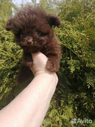 Мальтипу Помапу