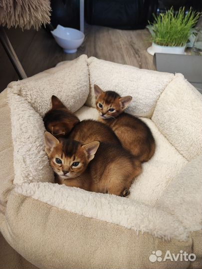 Абиссинские котята