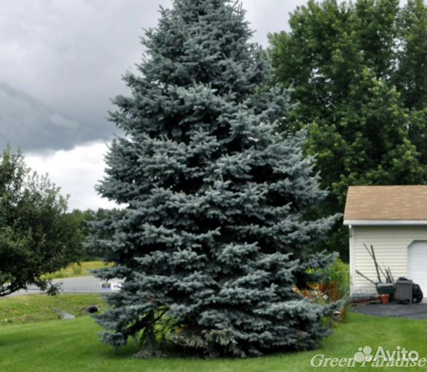 Ель голубая