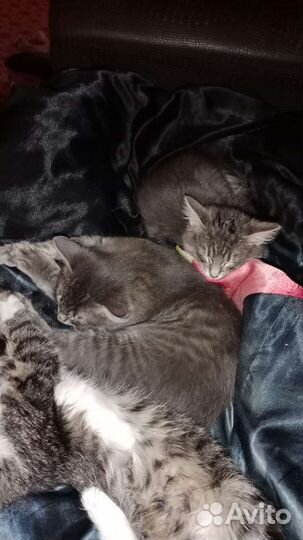 Кошка в дар бесплатно