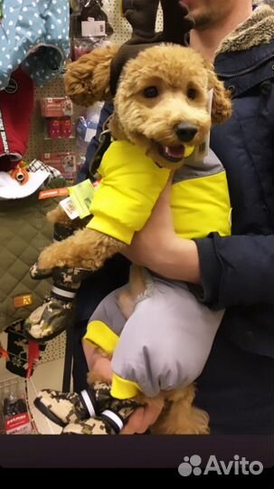 Пудель карликовый вязка