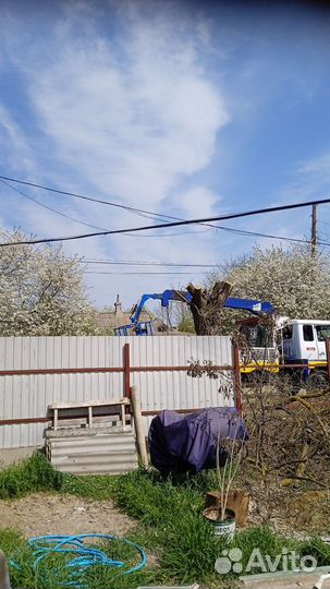 Спил деревьев