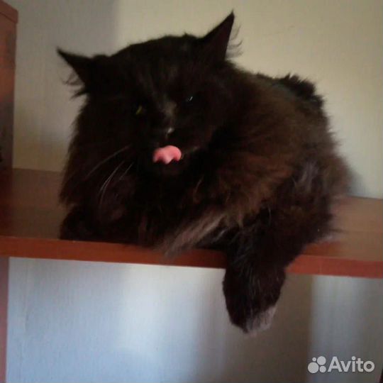 Котик ищет дом