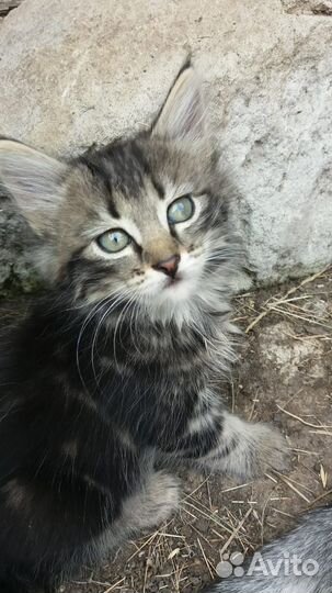 Отдам в добрые руки