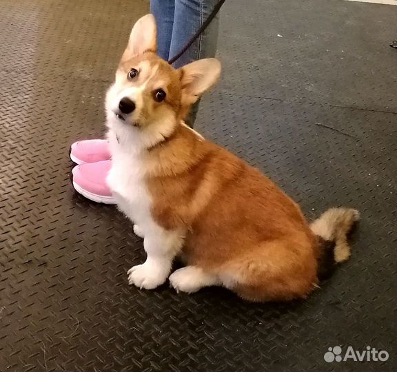 Дрессировка собак