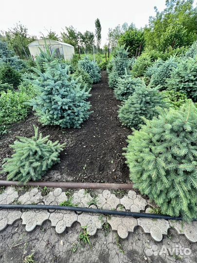 Ель голубая