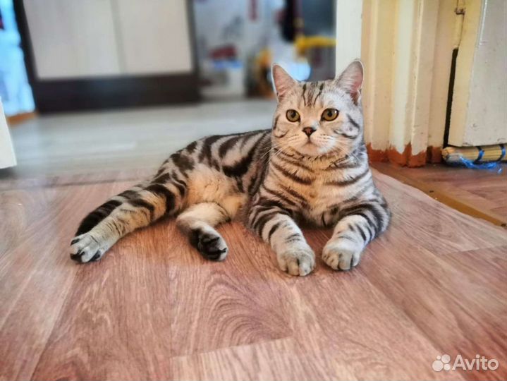 Вязка шотландский котик