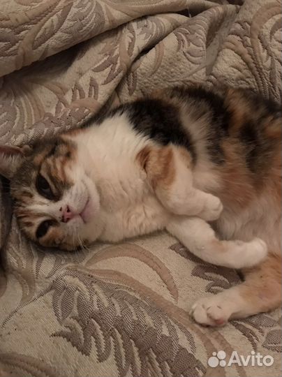 Кошка в дар бесплатно