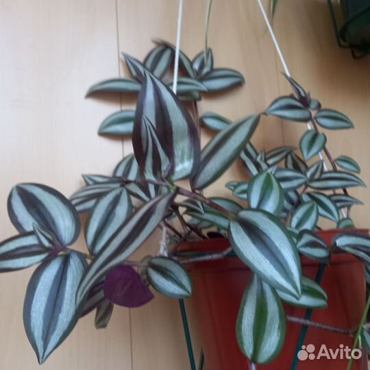 Комнатные цветы