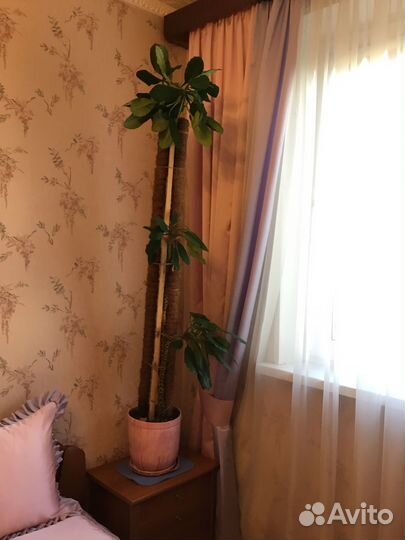 Молочай эуфорбия