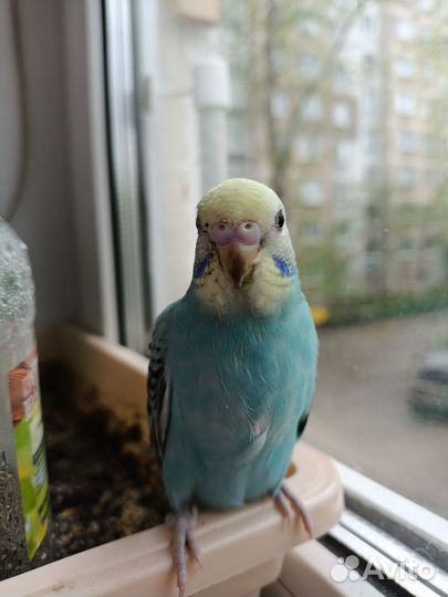 Волнистый попугай